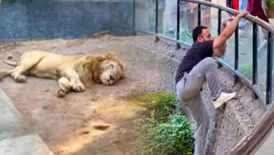 لاہور چڑیا گھر میں وائرل ٹِک ٹوکر کے شیروں کے انکلوژر اسٹنٹ کی تحقیقات