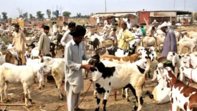 جدید گوٹ فارمنگ دیہی آمدنی میں اضافہ کرتی ہے۔