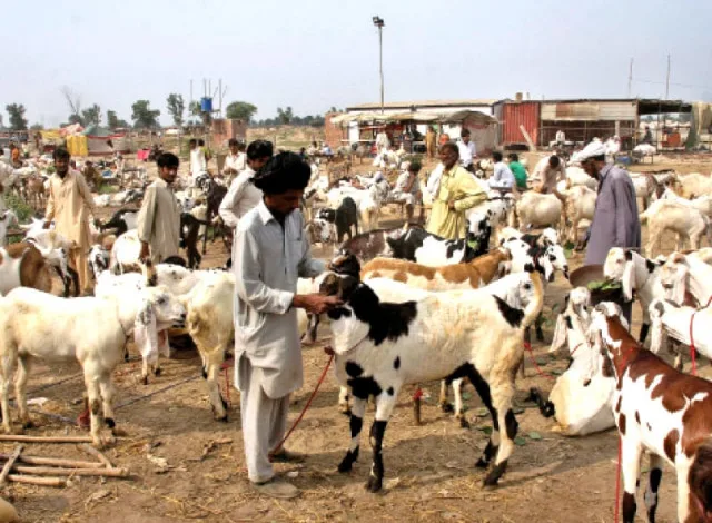 جدید گوٹ فارمنگ دیہی آمدنی میں اضافہ کرتی ہے۔