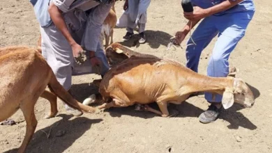 مویشی بیمار پڑتے ہیں، ویکسینیشن کے بعد مر جاتے ہیں۔
