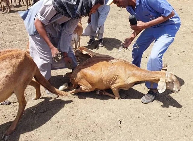 مویشی بیمار پڑتے ہیں، ویکسینیشن کے بعد مر جاتے ہیں۔