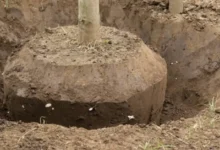 فیصل آباد میں درختوں کے باغات کو منتقل کر دیا گیا ہے۔