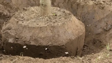 فیصل آباد میں درختوں کے باغات کو منتقل کر دیا گیا ہے۔