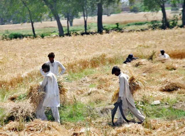 ملتان نے 1.7 ملین ایکڑ گندم کا ہدف مقرر کیا ہے۔